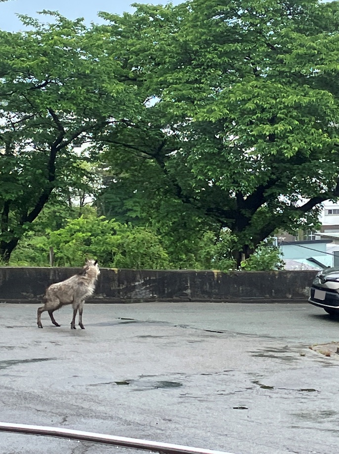 カモシカ