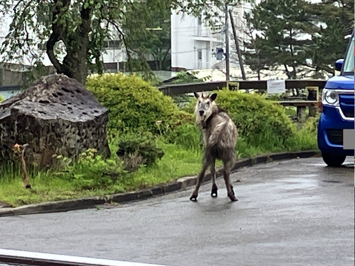 カモシカ