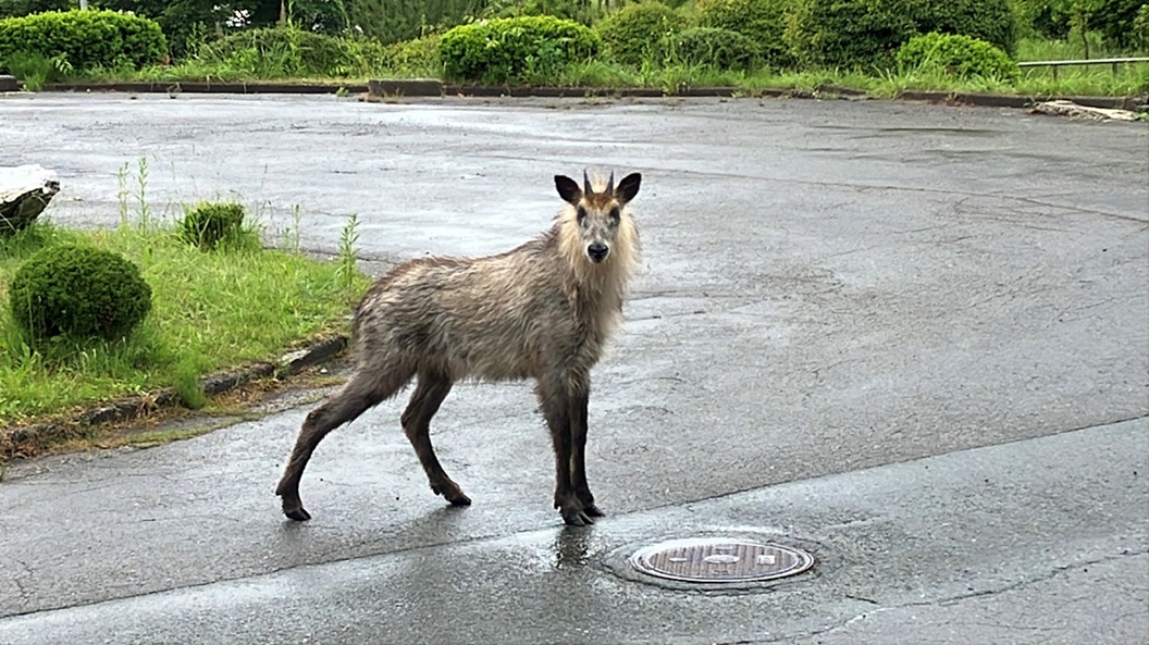 カモシカ